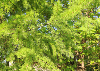 Green branch of larch with fresh leaves