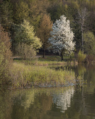 Plum tree by the lake, Lapovac, Našice