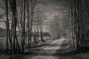 road in the woods