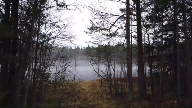 The mystery foggy morning in Karelian forest