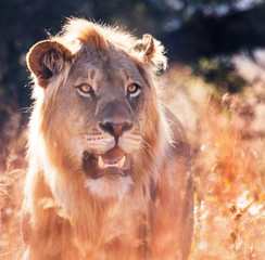 male lion