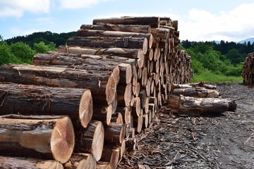切り出された杉の丸太