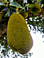  jackfruit fruit