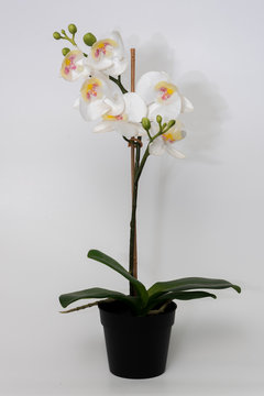 flor blanca con maceta