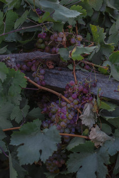 Las delicias sin pepas