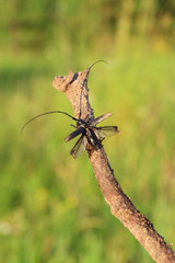 large beetle with long antennae