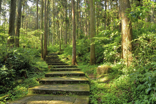 path in Xitou forest park Taiwan
