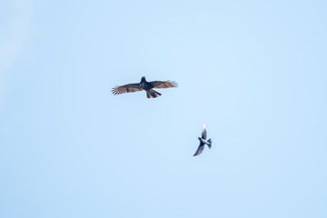 Roadside Hawk photographed in Burarama, in Espirito Santo. Picture made in 2018.