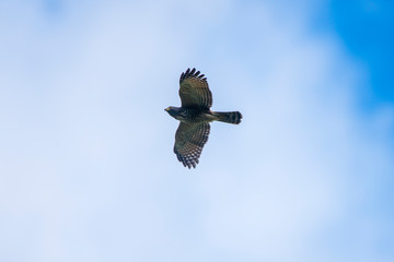Roadside Hawk photographed in Burarama, in Espirito Santo. Picture made in 2018.
