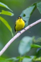 Yellow lored Tody Flycatcher photographed in Burarama, in Espirito Santo. Picture made in 2018.