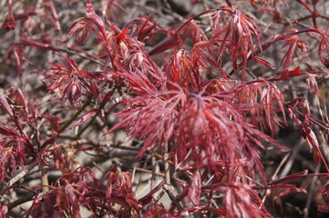 Red Plant 
