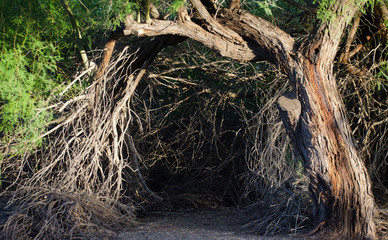 Doorway to Magical Enchanted Forest