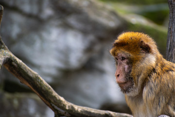 Pensive Macaque monkey sitting on a branch