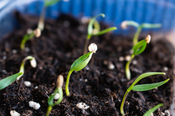 Pepper seeds sprout in a home garden