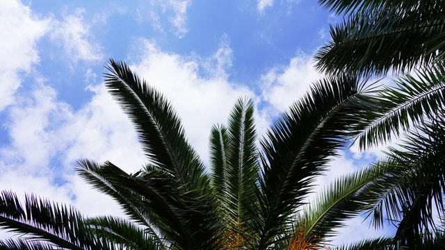bright green palm trees on a background of blue sky 