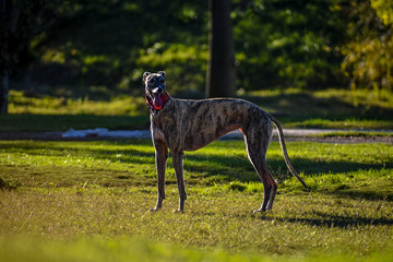 Dog running in the field