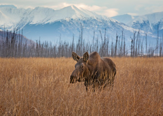 Meandering moose.  Anchorage, AK