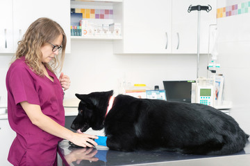 Veterinarian at work, examining a dog .