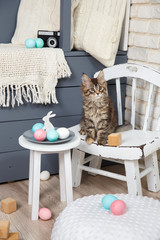 One cute gray Maine Coon kitten play with Easter multi-colored eggs. Broken shell, splinters, bully cat. Scandinavian style children's room interior, vintage white chair, soft pillow chair.