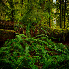 MacMillan Provincial Park. The park is home to a famous, 157 hectare stand of ancient Douglas-fir, known as Cathedral Grove.