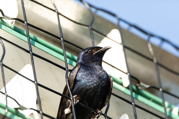 Purple martin Progne subis bird in a birdhouse