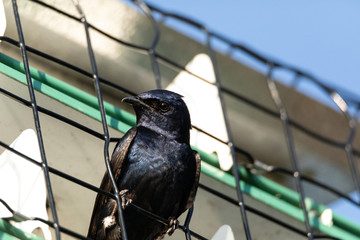 Purple martin Progne subis bird in a birdhouse