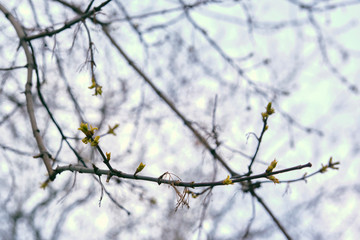 almost tree on a branch