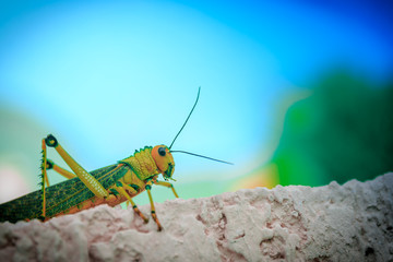 Giant grasshopper standing on the window, looking inside the room on a sunny day.