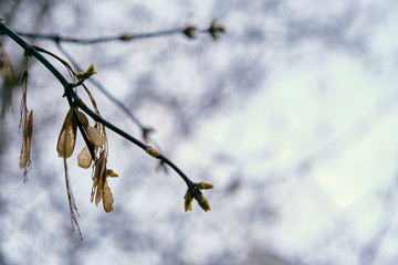 Obraz premium almost tree on a branch