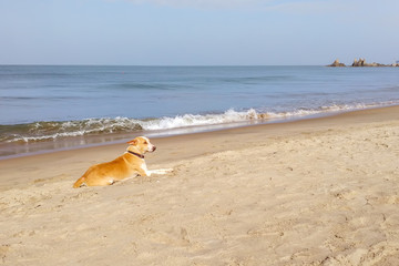 A yellow dog lies on a deserted beach, homeless animals in India.