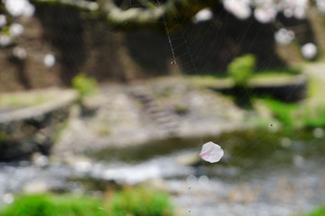 蜘蛛の糸に付く桜の花びら