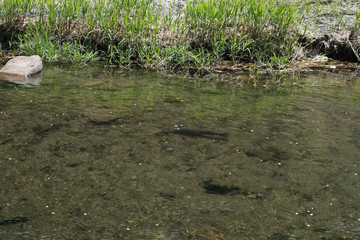 初夏を迎えた静かな川の流れ