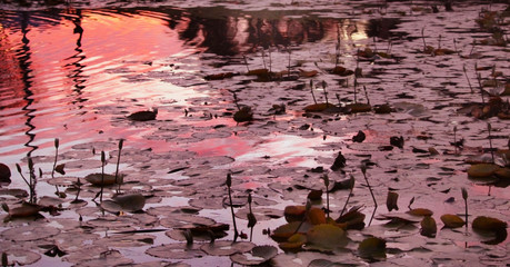 Lillies, pads, pond ,red, sun reflection, flowers