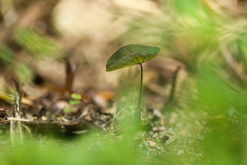 broto de inhame.
Inhame é o nome comum de plantas do gênero Dioscorea. Em alguns locais, é comum referir-se as seguintes espécies Alocasia, Colocasia, Xanthosoma, e Ipomoea, também como inhame. 