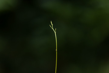 botão de orquídea pingo de ouro
