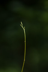 botão de orquídea pingo de ouro