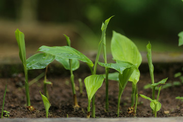 folhas de cúrcuma, plantadas num canteiro em casa