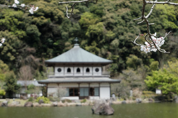 Fototapeta premium 岩屋公園の春の姿