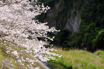 土手に咲く美しい満開の桜
