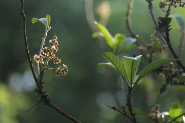pé de ameixa em flor