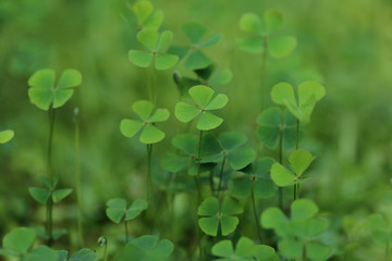 considerado amuleto, trevo de quatro folhas