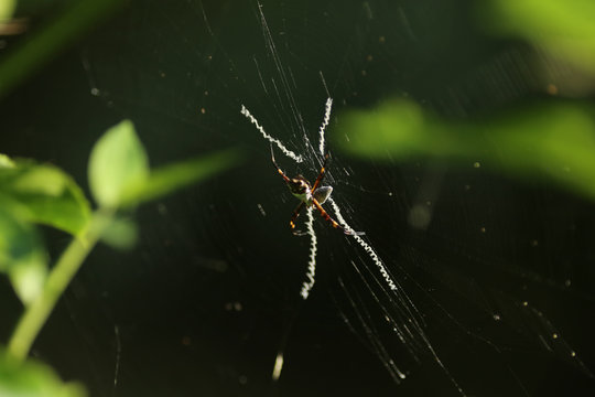 aranha espinhuda na teia com bicho capturado num casulo