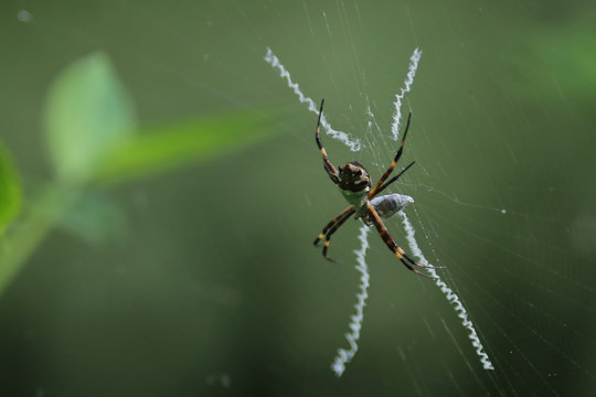 aranha espinhuda na teia com bicho capturado num casulo