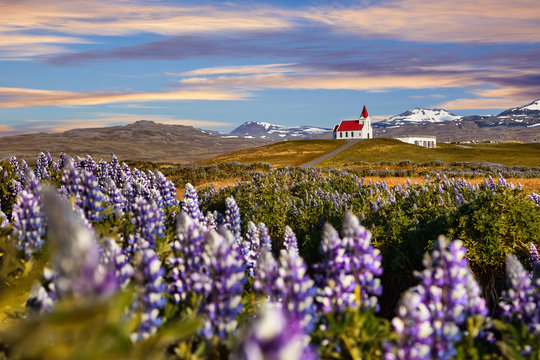 Panoramic view of Ingjaldsholl church in Hellissandur, Iceland. The field of blooming lupine flowers with background of Snaefellsjokull mountain. Beautiful sunny scenery of summer Iceland. Postcard.