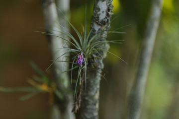 pequena brom&eacute;lia florindo num tronco de &aacute;rvore