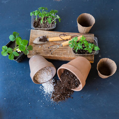 A mixture of ground, perlite and vermiculite. The concept growing vegetables indoor. Pot with soil for growing tomato. Substrate for seedlings. Organic farming, eco-farm.