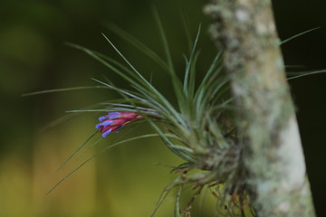 pequena bromélia florindo num tronco de árvore