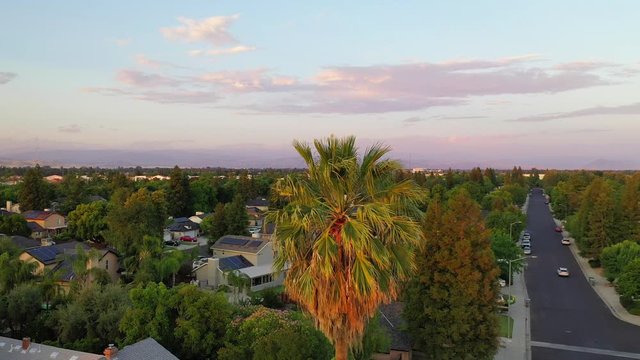 Pull Away Shot of a Palm Tree in a Suburban Neighborhood in Fresno Valley California
