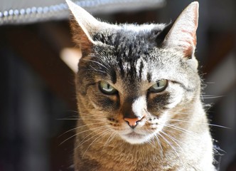 An angry cat looking at the camera