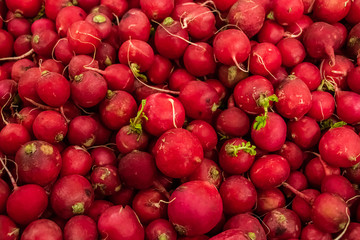 Appetizing red young radish. Farm vegetables for a healthy diet.